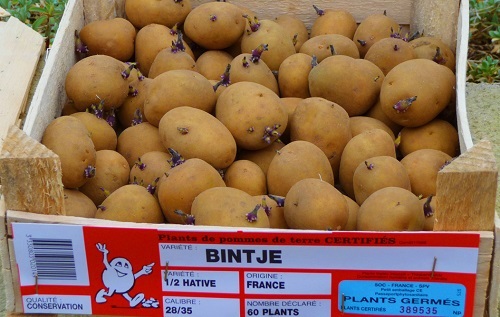 3.000 tấn khoai tây Pháp sắp vào Việt Nam