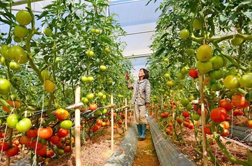Mỗi sào cà chua cho thu nhập 50-60 triệu đồng